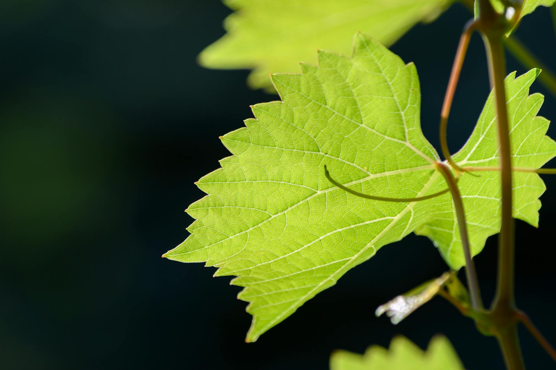 The Healing Power of a Grape Leaf